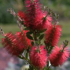 5023242392400 1 Callistemon Inferno.jpg
